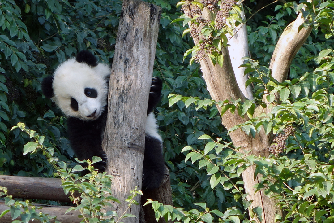 Chiny, Baza Badawczo-Hodowlana Pandy Wielkiej w Chengdu