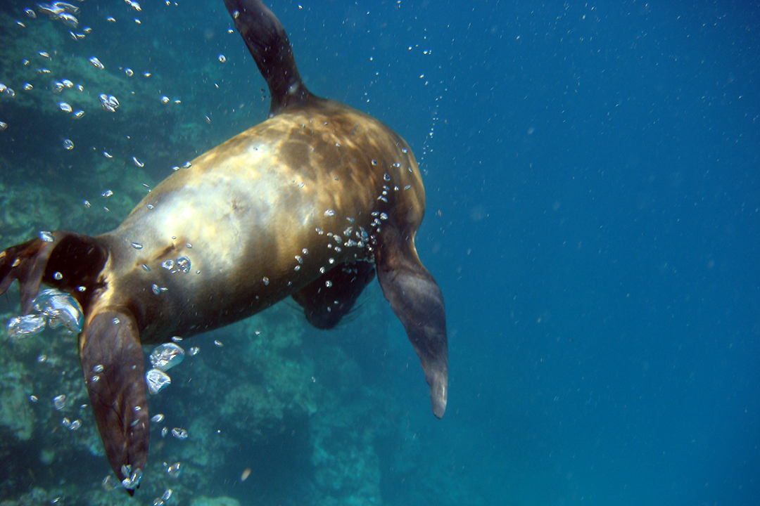 Ekwador, Galapagos, Wyspa Floreana, Lew Morski
