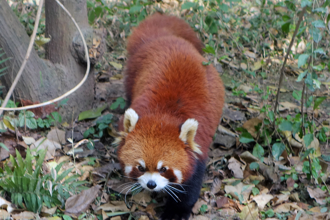 Chiny, Baza Badawczo-Hodowlana Pandy Wielkiej w Chengdu, Panda Czerwona