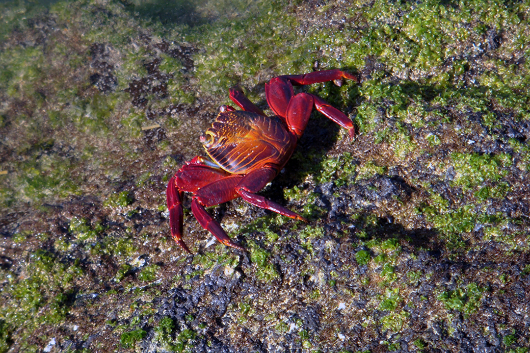 Ekwador, Galapagos, Wyspa Fernandina, Krab Sally Lightfoot