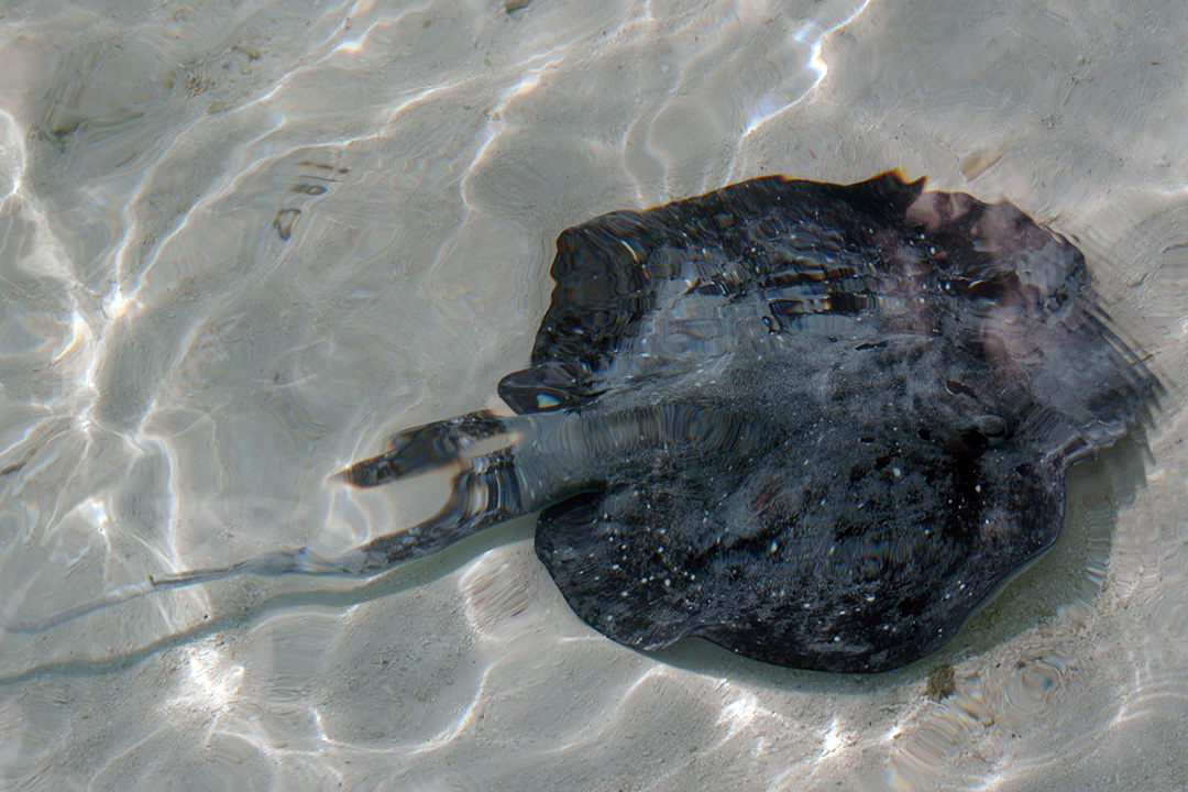Malediwy, Wyspa Rangali, Manta Ray