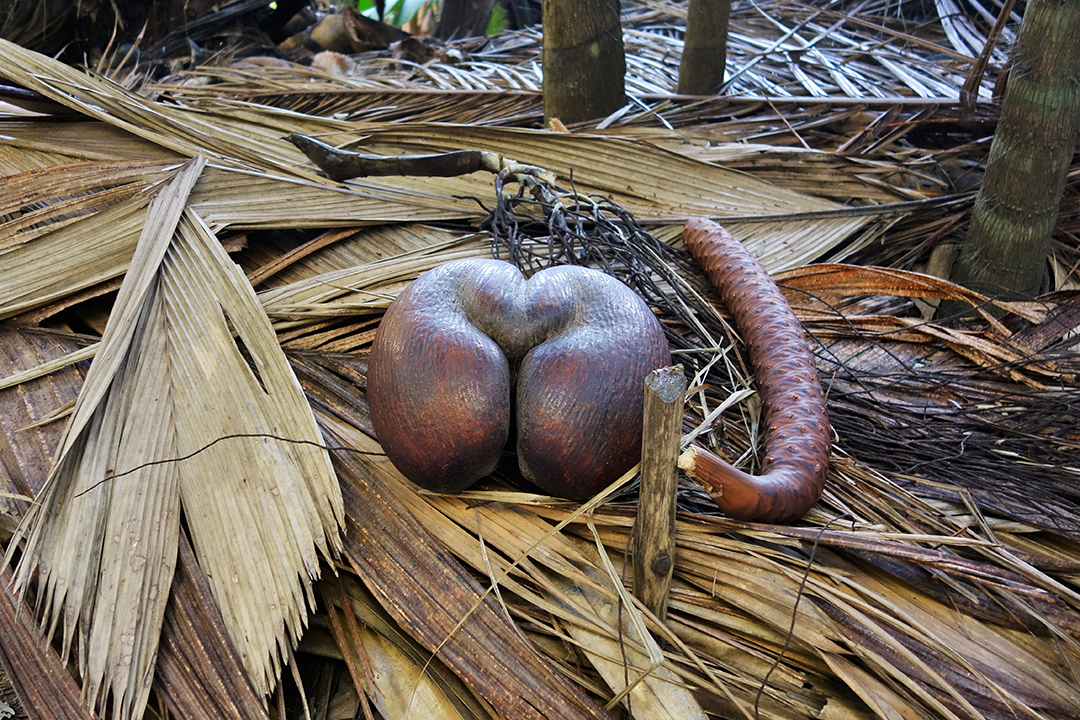 Seszele, Vallée de Mai Rezerwat Przyrody, Coco de Mer Olbrzymie Nasiona