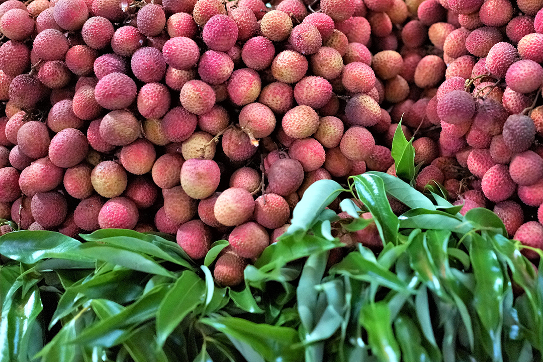 Afryka, Mauritius, Liczi Mauritiusa