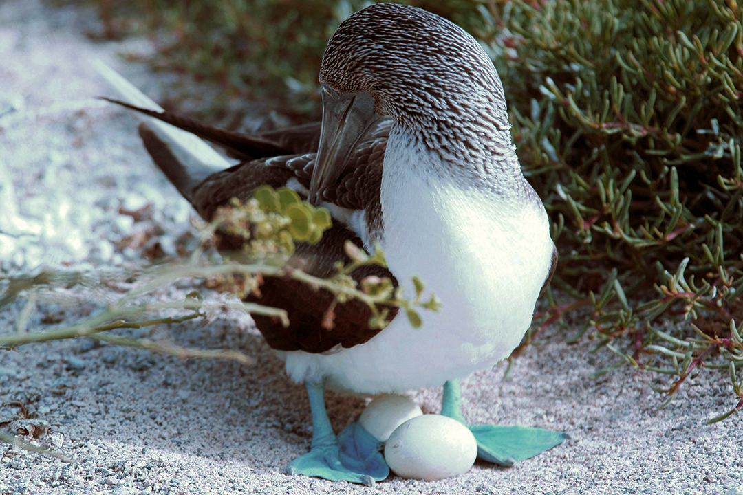 Ekwador, Galapagos, Wyspa North Seymour, Blue-Footed Booby