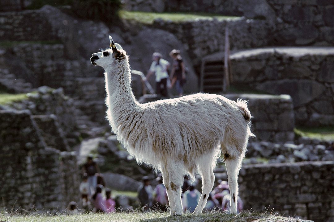 Peru, Machu Picchu, Lama