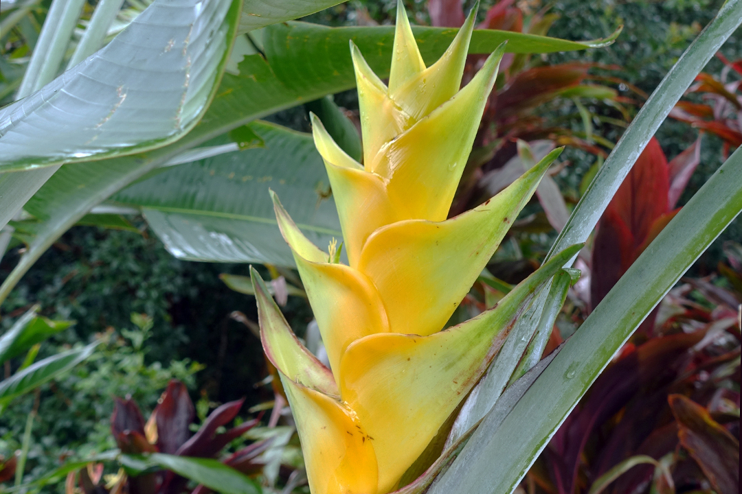 USA, Hawaje, Maui, Garden of Eden Arboretum