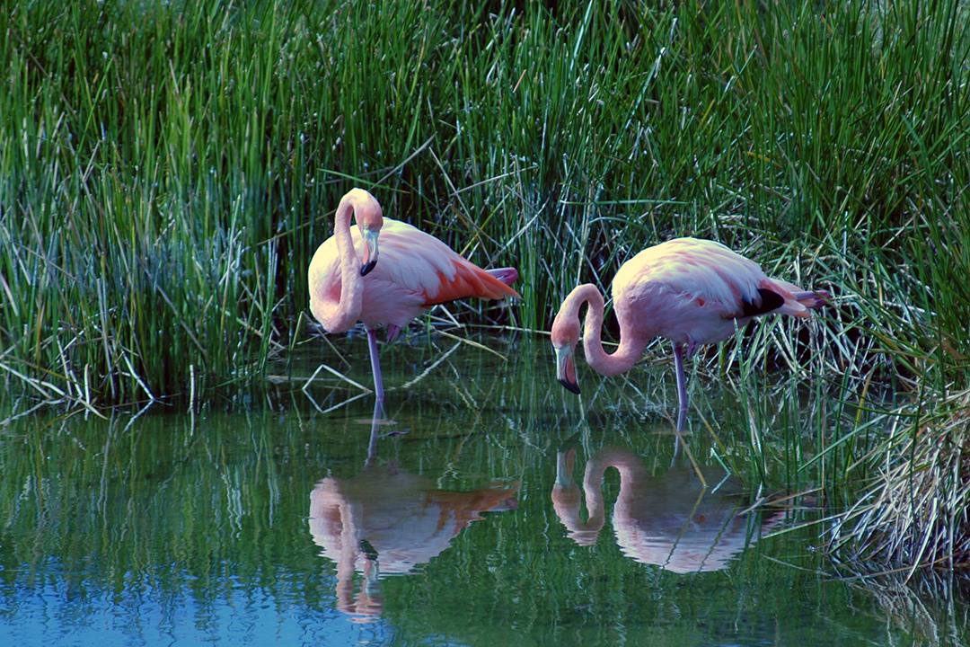 Ekwador, Galapagos, Wyspa Isabela, Flamingi